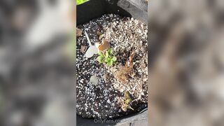 Perripiper (Piper Perri) OnlyFans Leaks bubblegum and lollipops lovers 26