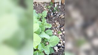 Perripiper (Piper Perri) OnlyFans Leaks bubblegum and lollipops lovers 26