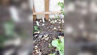 Perripiper (Piper Perri) OnlyFans Leaks bubblegum and lollipops lovers 26