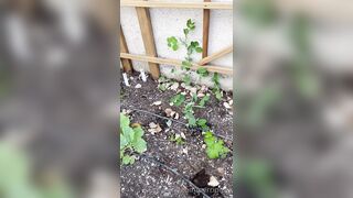 Perripiper (Piper Perri) OnlyFans Leaks bubblegum and lollipops lovers 26