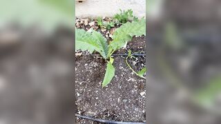 Perripiper (Piper Perri) OnlyFans Leaks bubblegum and lollipops lovers 26