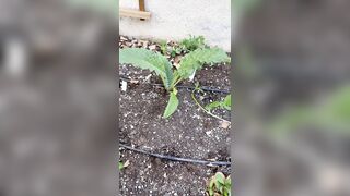 Perripiper (Piper Perri) OnlyFans Leaks bubblegum and lollipops lovers 26