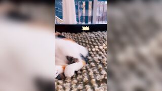 Sandyinlace (Sandy InLace) OnlyFans Leaks Quirky and Unconventionally Top OF Creator 226