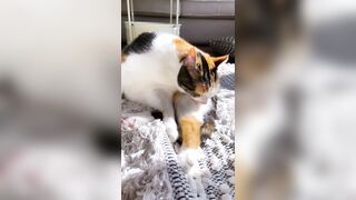 Sandyinlace (Sandy InLace) OnlyFans Leaks Quirky and Unconventionally Top OF Creator 151