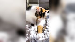 Sandyinlace (Sandy InLace) OnlyFans Leaks Quirky and Unconventionally Top OF Creator 151