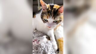 Sandyinlace (Sandy InLace) OnlyFans Leaks Quirky and Unconventionally Top OF Creator 151