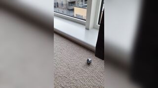 Harley Quinn double (realsindyday) OnlyFans Leaks Sindy Day 176