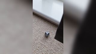 Harley Quinn double (realsindyday) OnlyFans Leaks Sindy Day 176