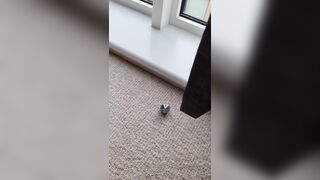 Harley Quinn double (realsindyday) OnlyFans Leaks Sindy Day 176