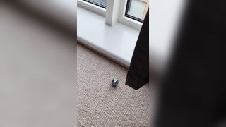 Harley Quinn double (realsindyday) OnlyFans Leaks Sindy Day 176