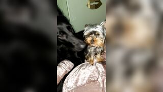 Nicollesnow (Nicolle Snow) OnlyFans Leaks Certified Sweetheart is a SQUIRT QUEEN 329