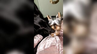 Nicollesnow (Nicolle Snow) OnlyFans Leaks Certified Sweetheart is a SQUIRT QUEEN 329