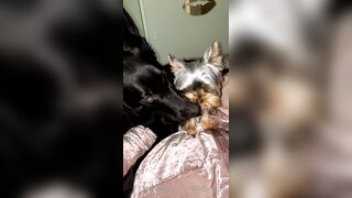 Nicollesnow (Nicolle Snow) OnlyFans Leaks Certified Sweetheart is a SQUIRT QUEEN 329