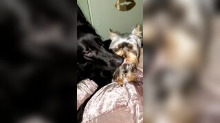 Nicollesnow (Nicolle Snow) OnlyFans Leaks Certified Sweetheart is a SQUIRT QUEEN 329