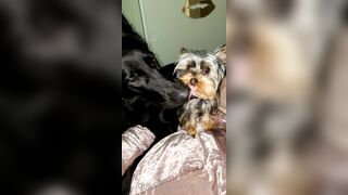 Nicollesnow (Nicolle Snow) OnlyFans Leaks Certified Sweetheart is a SQUIRT QUEEN 329