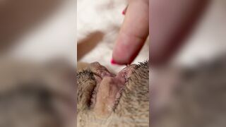 The Bite Sized Asian (thebitesizedb) OnlyFans Leak Slim Small Boobs Chinese Girl 14