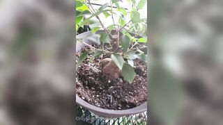 Valorie (your_submissive_doll) OnlyFans Leaks naturally busty college slut 65