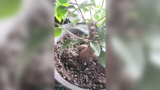 Valorie (your_submissive_doll) OnlyFans Leaks naturally busty college slut 65