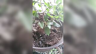 Valorie (your_submissive_doll) OnlyFans Leaks naturally busty college slut 65