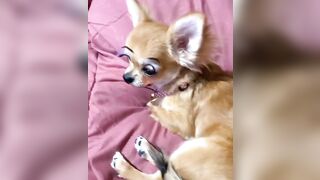 orapunfaii - B-hgT5LB-CS