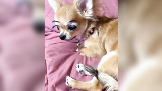 orapunfaii - B-hgT5LB-CS