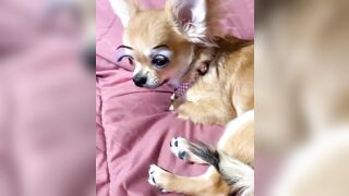 orapunfaii - B-hgT5LB-CS