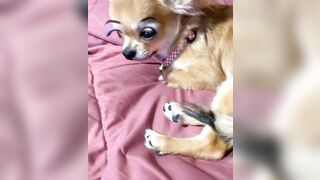 orapunfaii - B-hgT5LB-CS