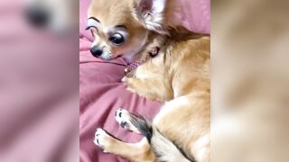 orapunfaii - B-hgT5LB-CS