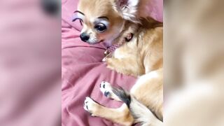 orapunfaii - B-hgT5LB-CS