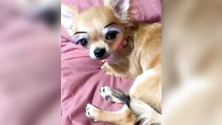 orapunfaii - B-hgT5LB-CS