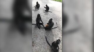 Giapaige (Gia Paige) OnlyFans Leaks Porn Stars Brunette Bombshell 233