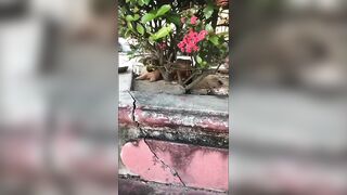 Giapaige (Gia Paige) OnlyFans Leaks Porn Stars Brunette Bombshell 99