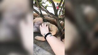 Giapaige (Gia Paige) OnlyFans Leaks Porn Stars Brunette Bombshell 99