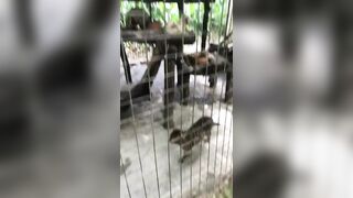 Giapaige (Gia Paige) OnlyFans Leaks Porn Stars Brunette Bombshell 99