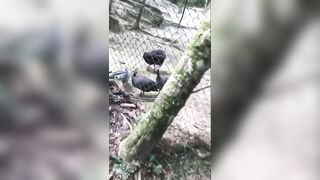 Giapaige (Gia Paige) OnlyFans Leaks Porn Stars Brunette Bombshell 99