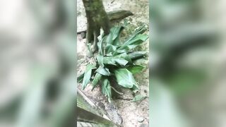 Giapaige (Gia Paige) OnlyFans Leaks Porn Stars Brunette Bombshell 99