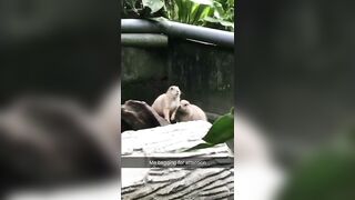 Giapaige (Gia Paige) OnlyFans Leaks Porn Stars Brunette Bombshell 99