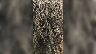 My_katti_colour (Katti Colour) OnlyFans Leaks Pro Model 12