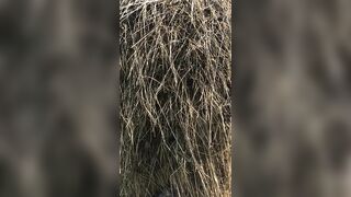 My_katti_colour (Katti Colour) OnlyFans Leaks Pro Model 12