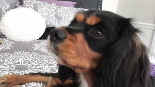 Christinakhalil (Christina Khalil) OnlyFans Leaks YouTube Lebanese-born social media influencer 51