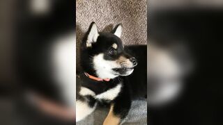 Jessicanigri (Jessica Nigri) OnlyFans Leaks jessica.jska Sexy Whore 5