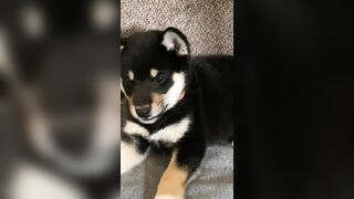 Jessicanigri (Jessica Nigri) OnlyFans Leaks jessica.jska Sexy Whore 5