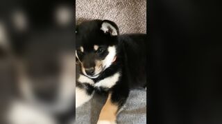 Jessicanigri (Jessica Nigri) OnlyFans Leaks jessica.jska Sexy Whore 5