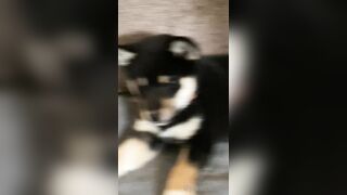 Jessicanigri (Jessica Nigri) OnlyFans Leaks jessica.jska Sexy Whore 5