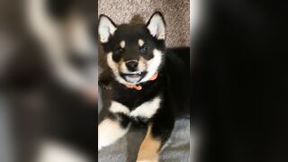 Jessicanigri (Jessica Nigri) OnlyFans Leaks jessica.jska Sexy Whore 5