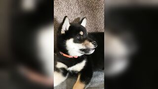 Jessicanigri (Jessica Nigri) OnlyFans Leaks jessica.jska Sexy Whore 5