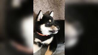 Jessicanigri (Jessica Nigri) OnlyFans Leaks jessica.jska Sexy Whore 5