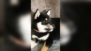 Jessicanigri (Jessica Nigri) OnlyFans Leaks jessica.jska Sexy Whore 5