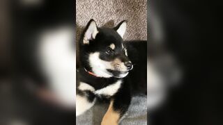 Jessicanigri (Jessica Nigri) OnlyFans Leaks jessica.jska Sexy Whore 5