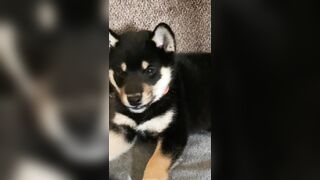 Jessicanigri (Jessica Nigri) OnlyFans Leaks jessica.jska Sexy Whore 5